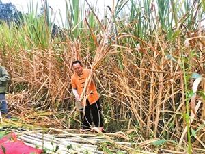 帮卖村与勐简村新领导力量引领乡村振兴之路