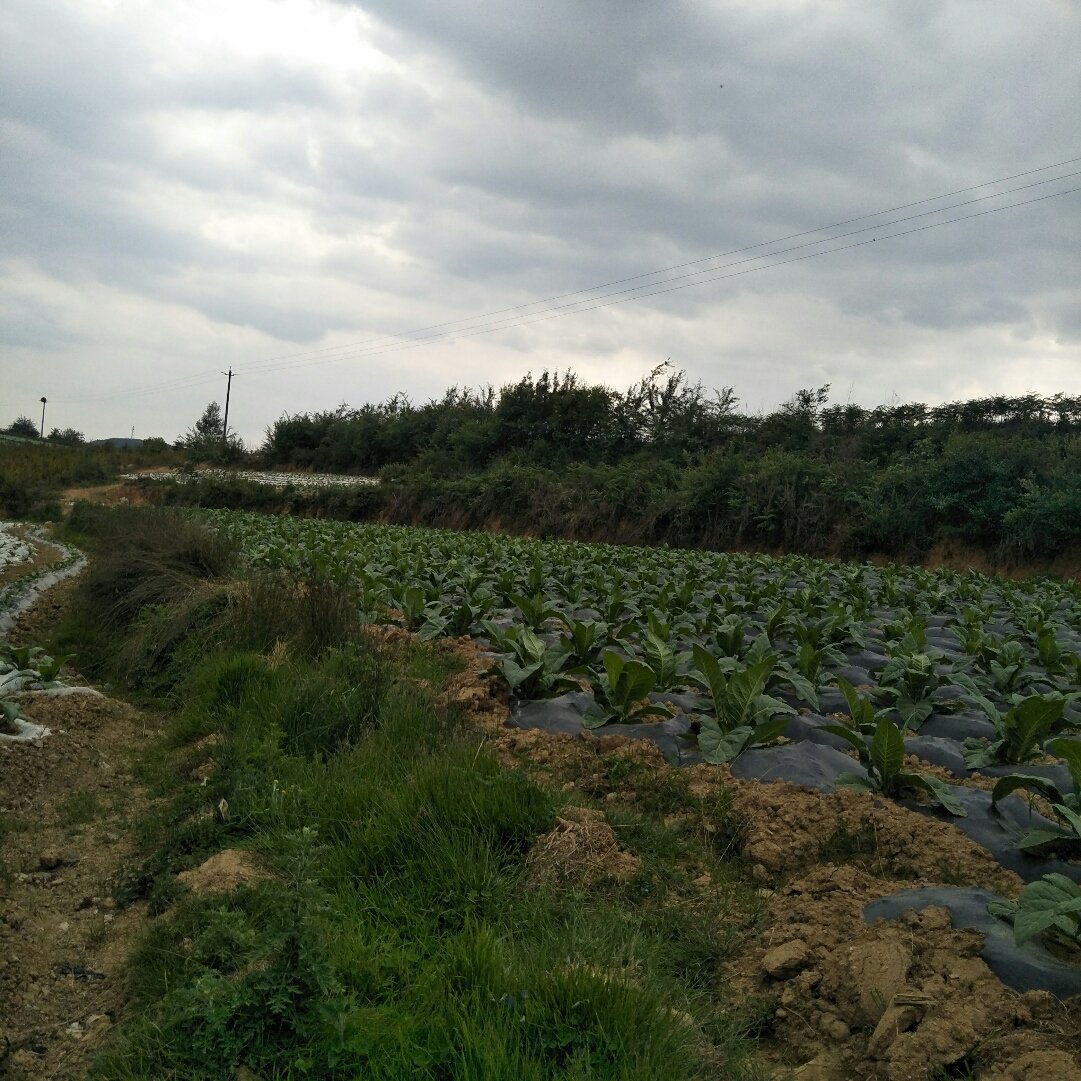 龙苴镇天气预报更新通知