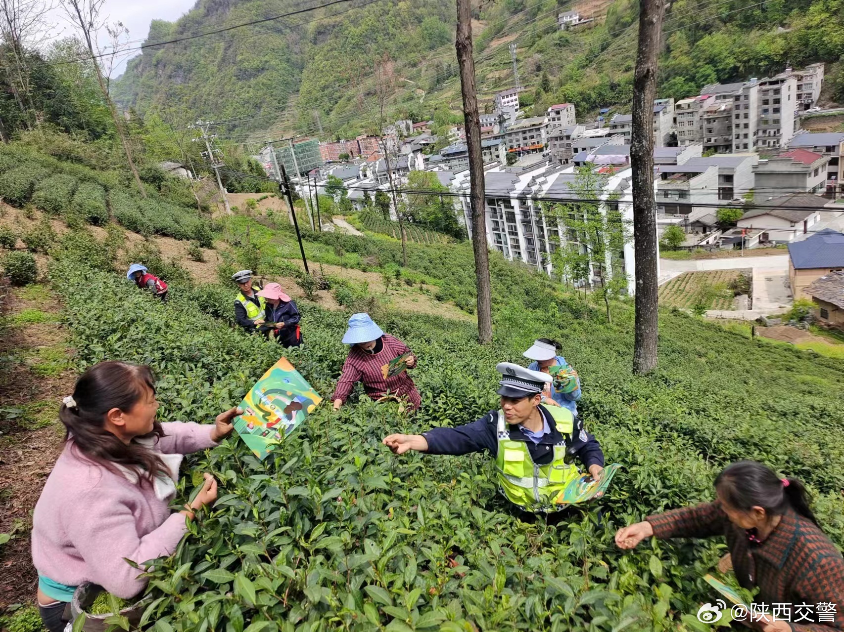 芙蓉茶场交通新闻更新